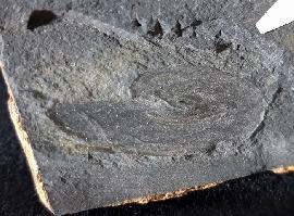 Crickites sahlgrundensis MATERN 1931 - Bild © FossNet FossilienStore